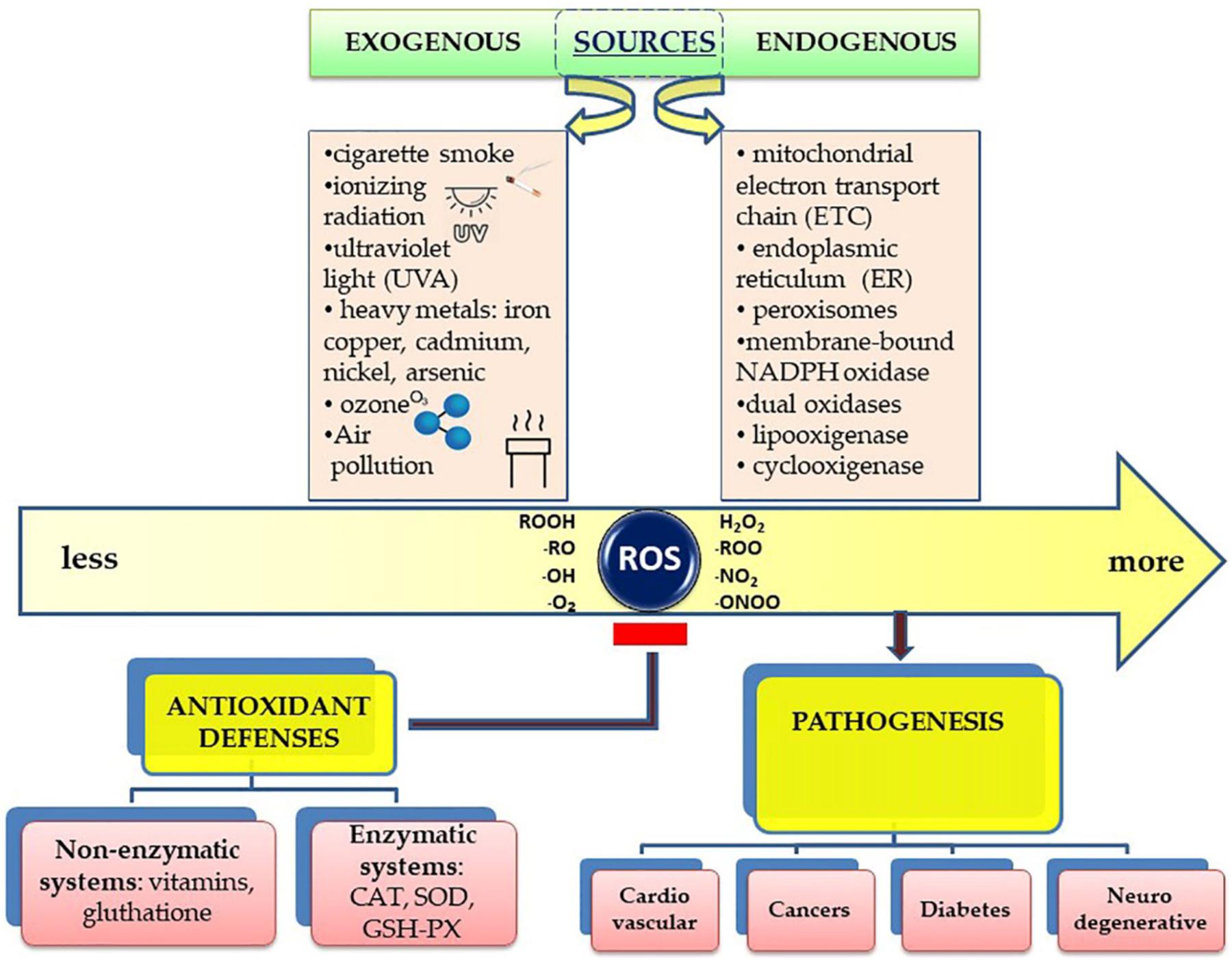 Frontiers  Lifestyle, Oxidative Stress, and Antioxidants: Back and Forth  in the Pathophysiology of Chronic Diseases