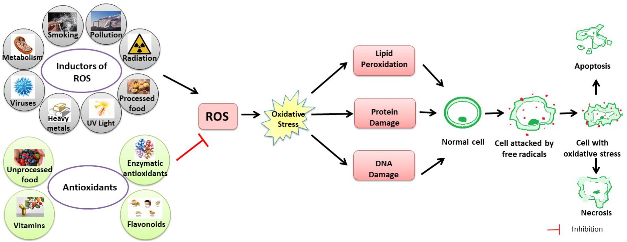 Antioxidants, Free Full-Text