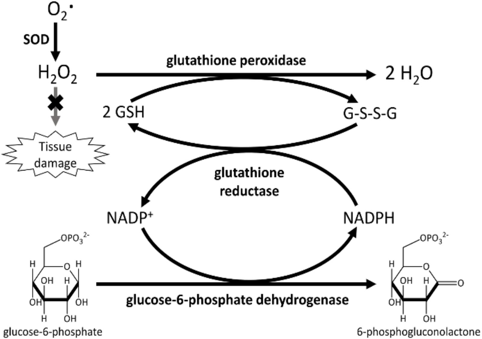 Antioxidants, Free Full-Text