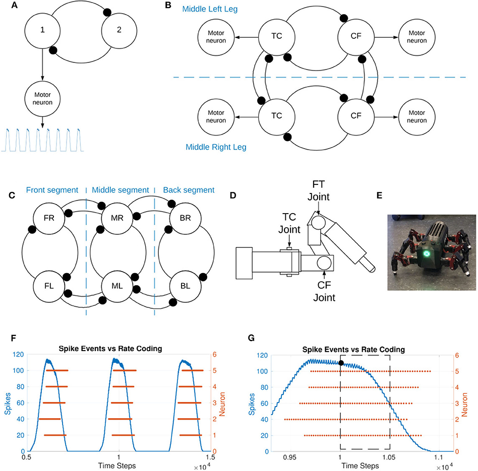 Equivalent circuit for single time constant model of tibia