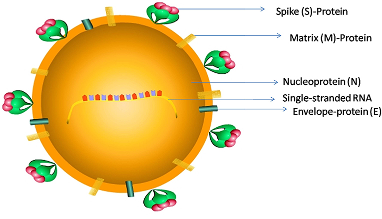 Stinging nettle extract inhibits SARS-CoV-2 cell fusion