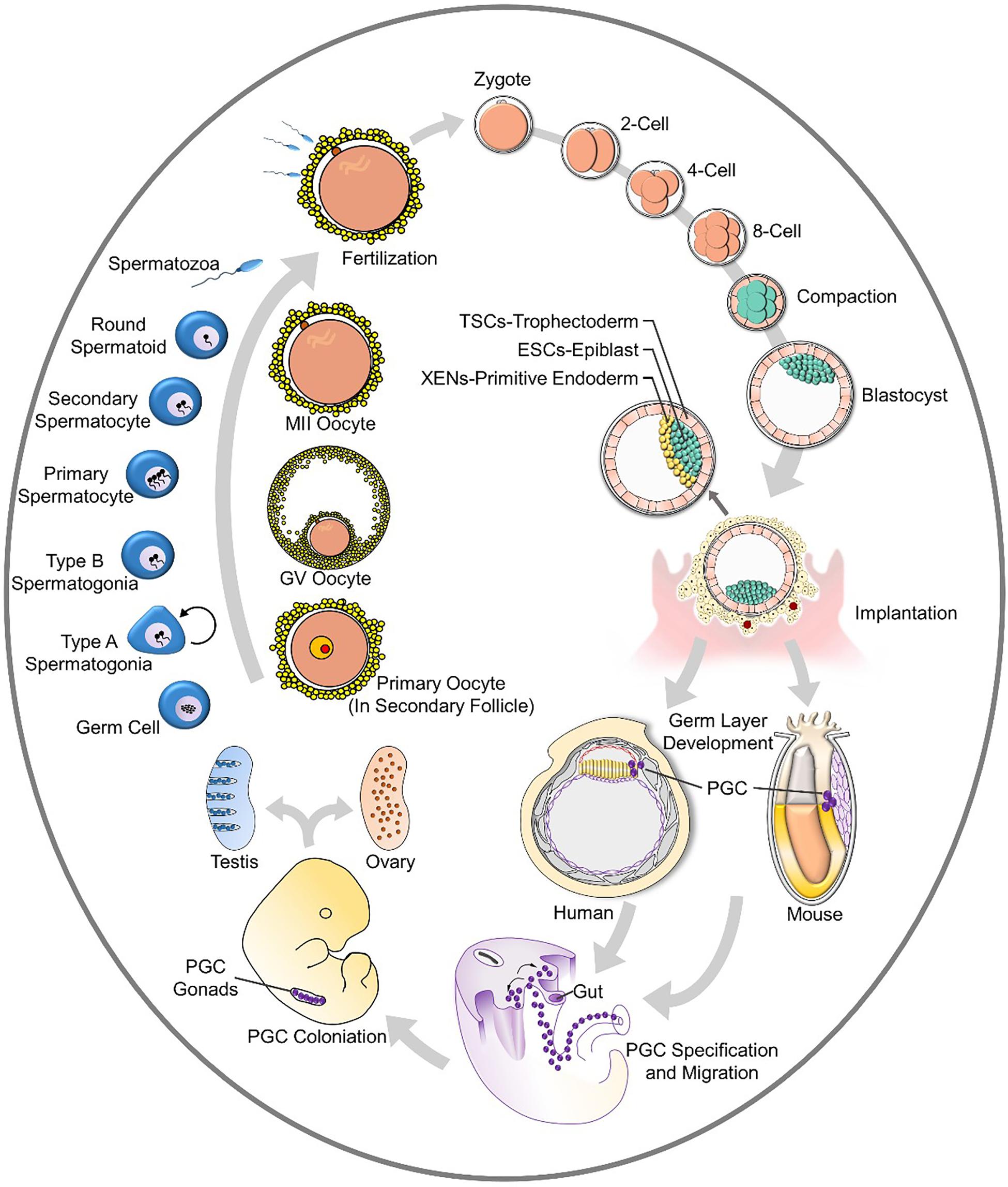 Frontiers Generation Of Artificial Gamete And Embryo From Stem Cells