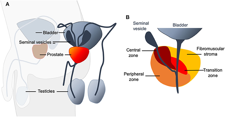 Complexul intestinului prostatic