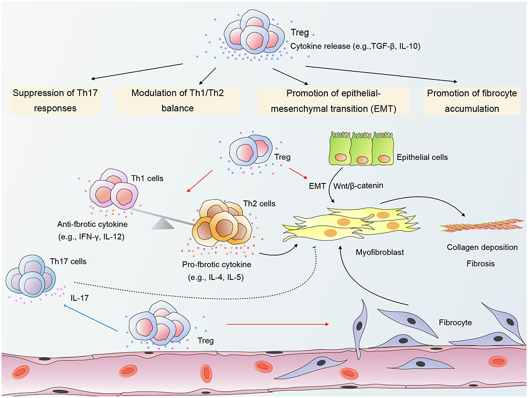 Frontiers | Regulatory T Cells: An Emerging Player in Radiation-Induced ...