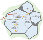 www.frontiersin.org