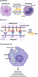 Frontiers | LC3-Associated Phagocytosis (LAP): A Potentially ...