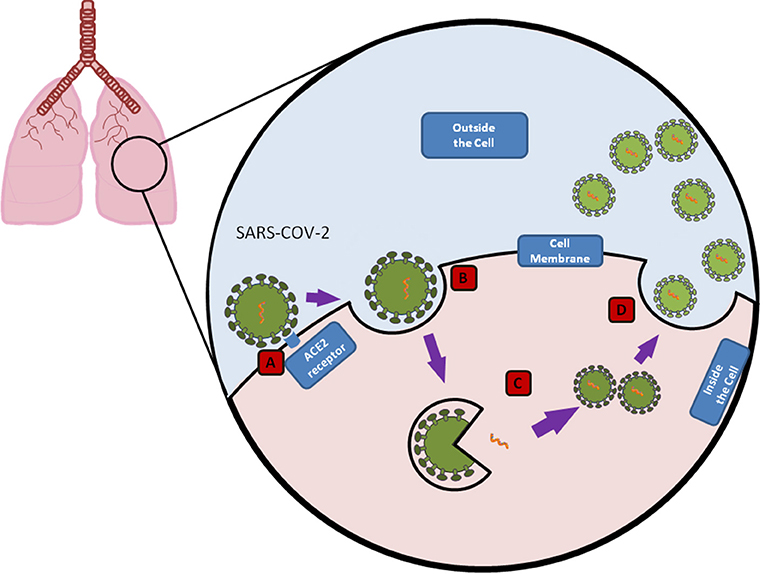 شكل 2 - دورة حياة فيروس سارس-كوف-2 (A) يدخل هذا الفيروس الجسم ويرتبط بمستقبلات ACE-2 الموجودة بخلايا الرئة.
