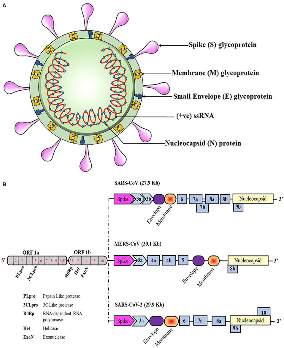 How SARS-CoV-2 hijacks human cells to evade i