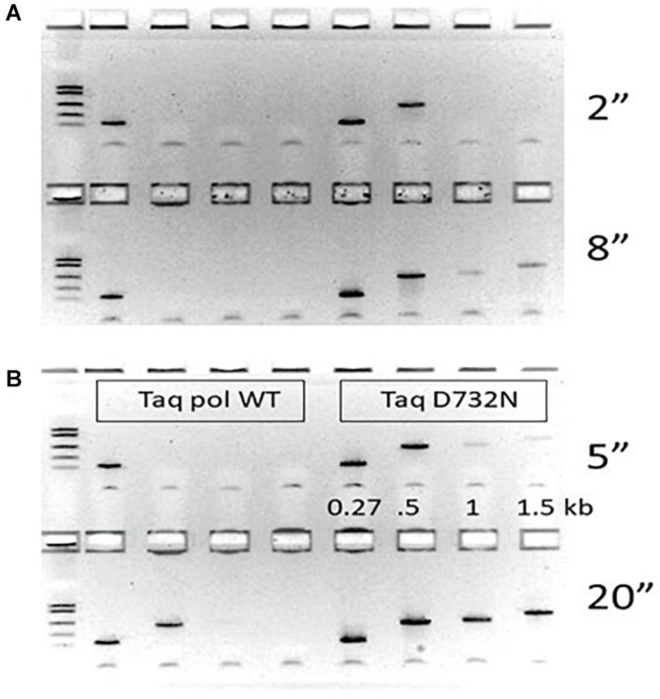 Frontiers A Single Amino Acid Change To Taq Dna Polymerase Enables Faster Pcr Reverse Transcription And Strand Displacement Bioengineering And Biotechnology Frontiers A Single Amino Acid Change To Taq Dna Polymerase Enables Faster Pcr Reverse Transcription And Strand Displacement Bioengineering And Biotechnology