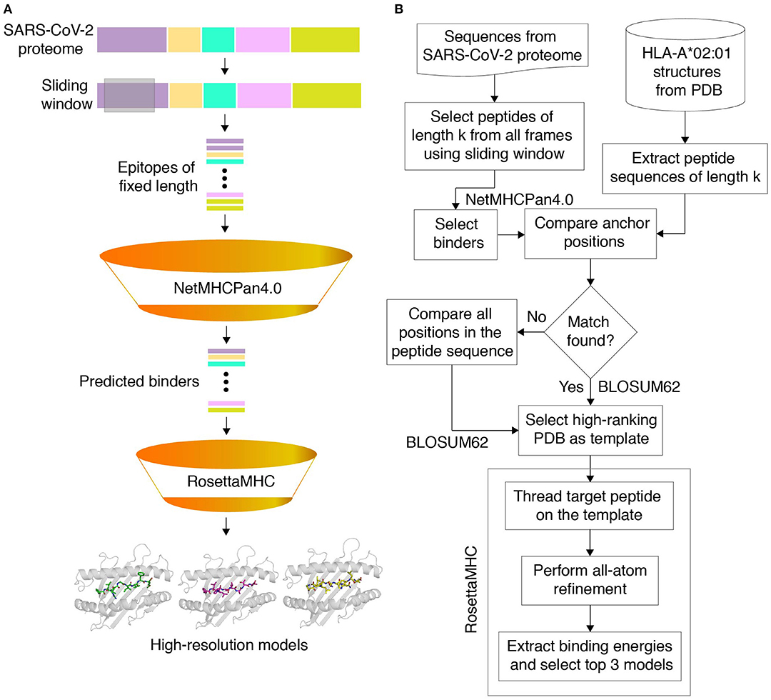 Frontiers  Multiple-Allele MHC Class II Epitope Engineering by a Molecular  Dynamics-Based Evolution Protocol