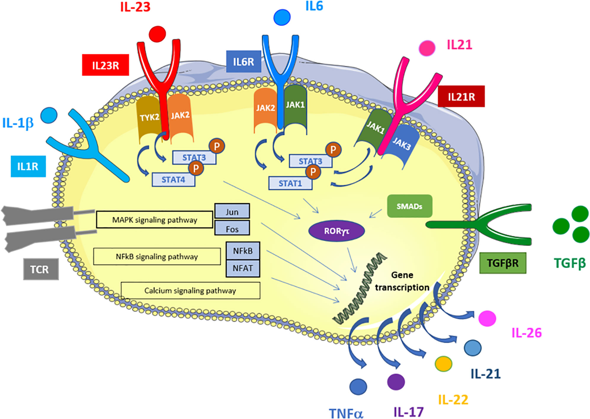 Cell effect. Ингибитор il-17. Th17 клетки. Il-17 producing Cells. TGFΒ apaptosis cylce.