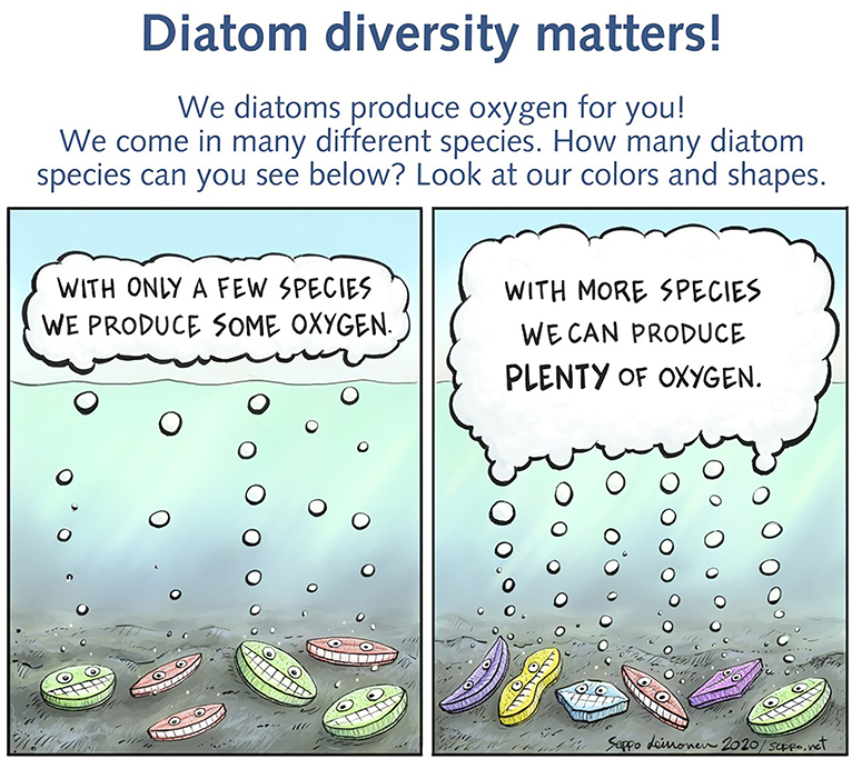 Figure 3 - In our study, we found that the diversity of diatoms formed the lower limit to the amount of chlorophyll.