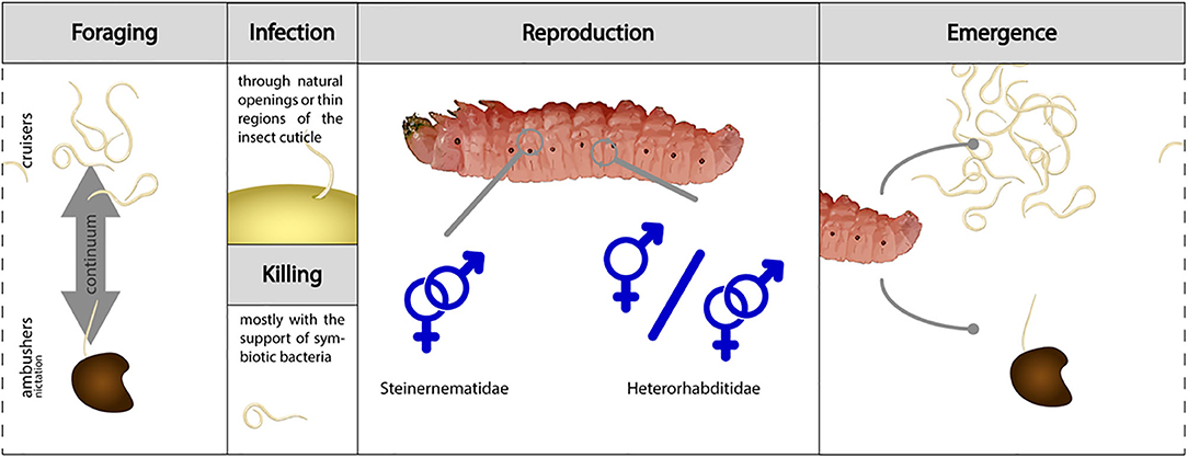 Organic control of plant nematodes with entomopathogenic nematodes —  Nematode Information