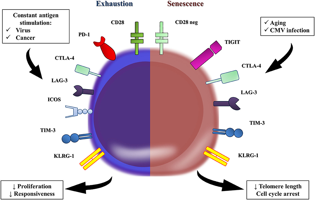 Иммуноген. Senescence. Immune age. Immunosenescence Blood Analysis. Инфламэйджинг.