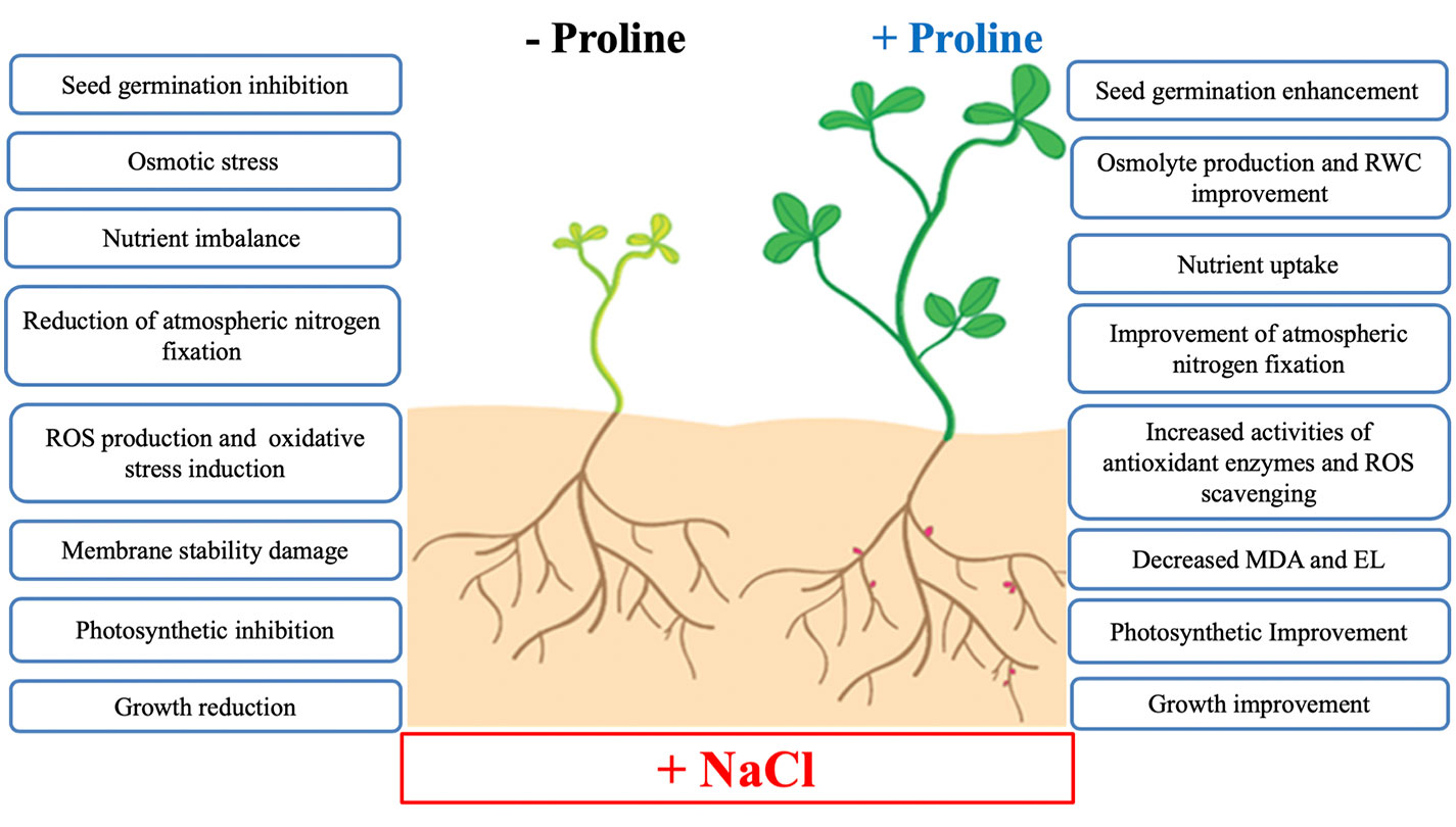 Frontiers | How Does Proline Treatment Promote Salt Stress Tolerance ...