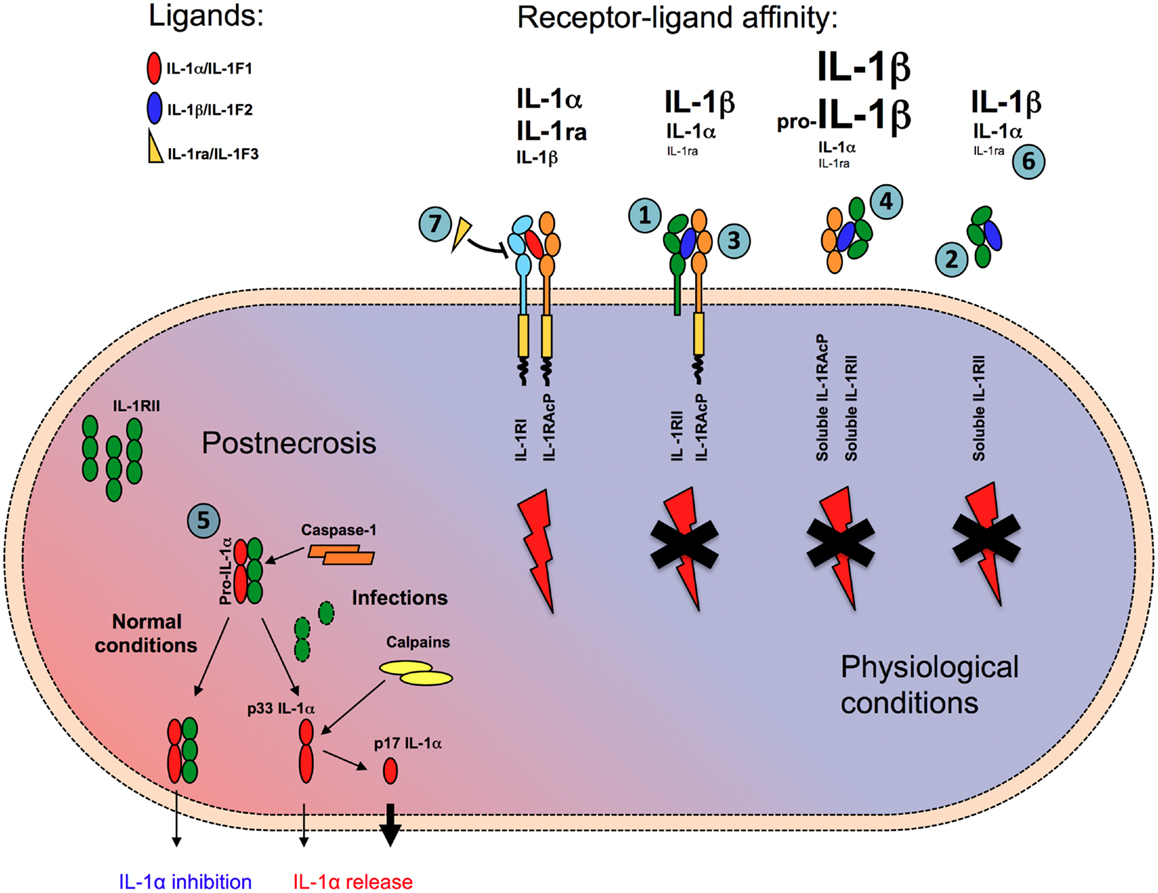 Frontiers | Decoys and Regulatory “Receptors” of the IL-1/Toll-Like