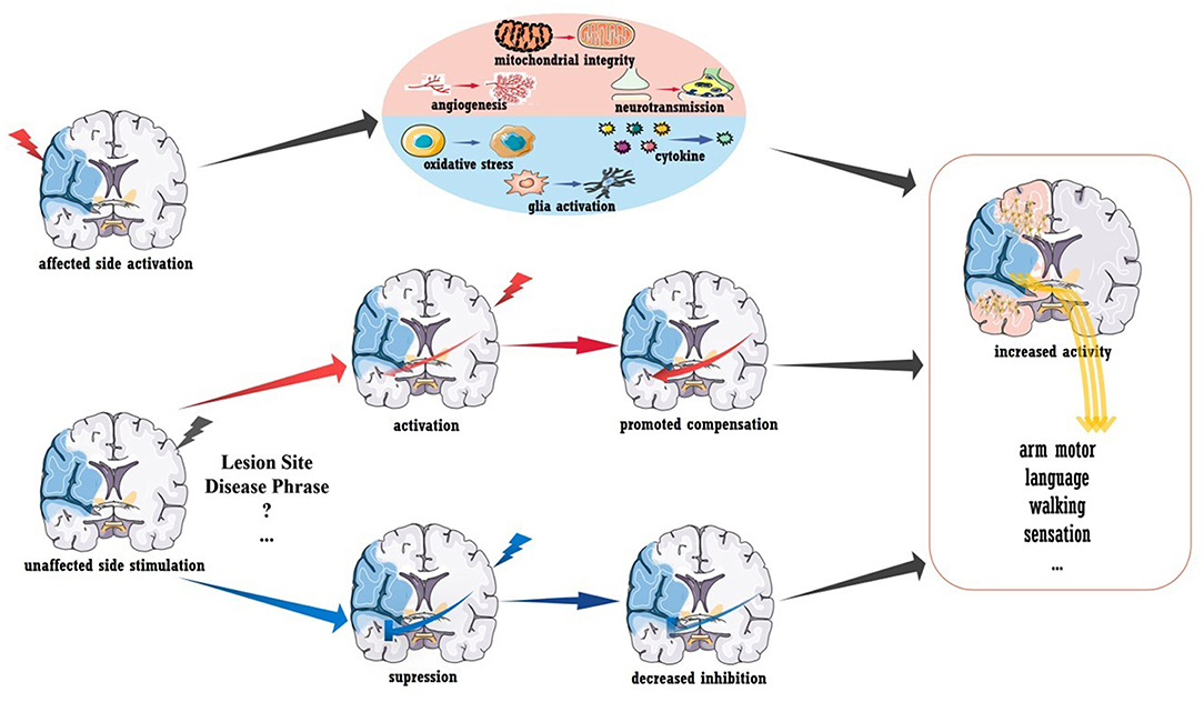 Frontiers | Enhancing Brain Plasticity to Promote Stroke Recovery