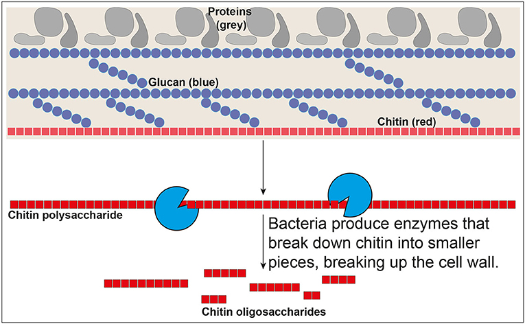 Figure 1 - The fungal cell wall is the strong layer on the outside of a fungal cell that protects the cells from being killed.