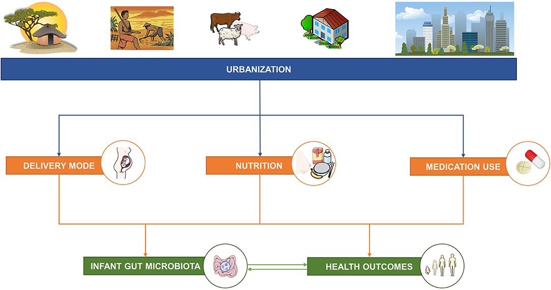 Frontiers  The Effects of Urbanization on the Infant Gut 