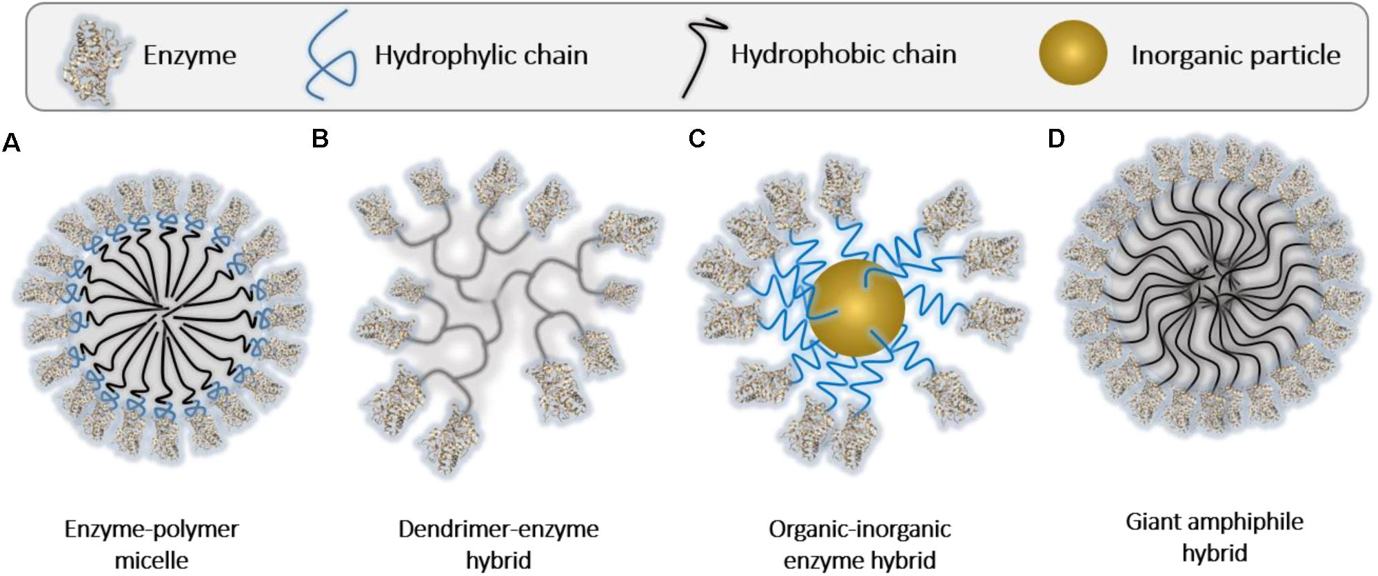 Пав энзимы. Genipin Enzyme immobilization. Нанореактор Дендример. Звездообразный Дендример. Micelle.