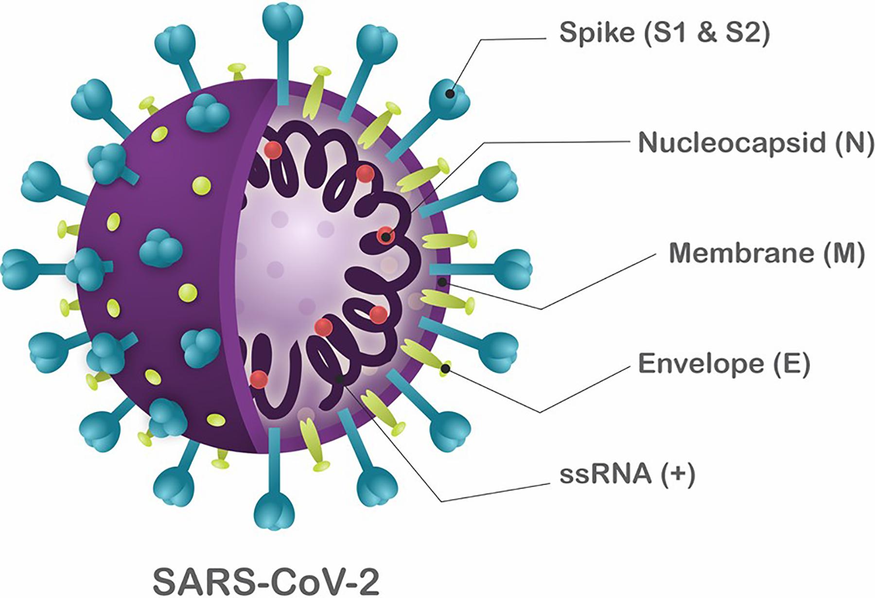 Sars-cov-2