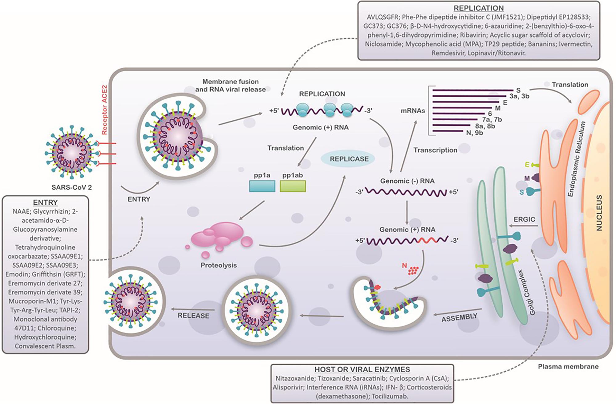 Класс коронавирусов. Рецепторы АПФ 2 И коронавирус. Жизненный цикл SARS-cov-2. Коронавирус жизненный цикл. Коронавирус SARS-cov-2.