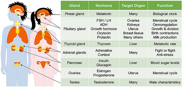 Puberty Your Brain On Hormones · Frontiers For Young Minds 