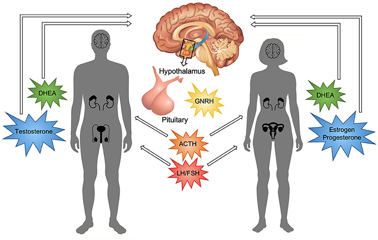 Puberty: Your Brain on Hormones · Frontiers for Young Minds