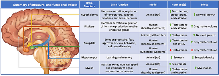 Figure 3 - Different parts of the brain change in response to different hormones.