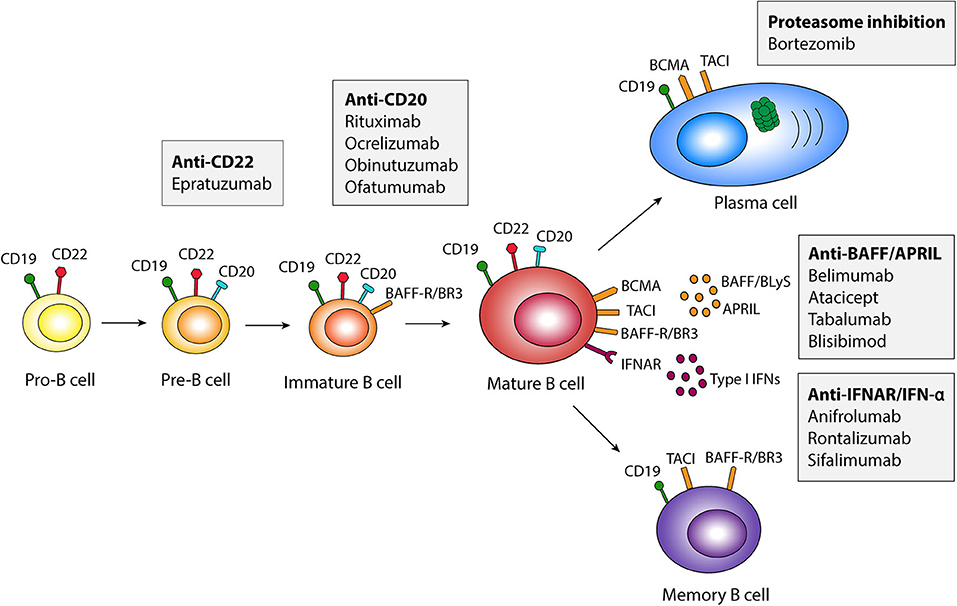 Impact of anti-CD20 monoclonal antibodies on serologic response to