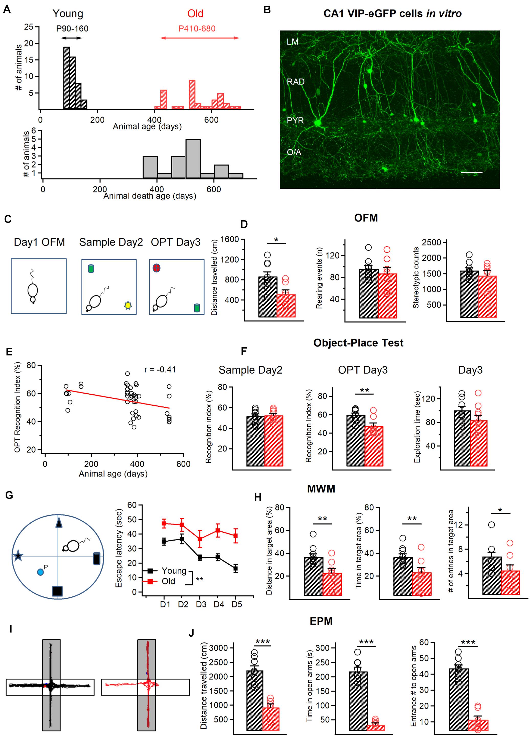 Frontiers Alterations In Intrinsic And Synaptic Properties Of Hippocampal Ca1 Vip Interneurons During Aging Cellular Neuroscience