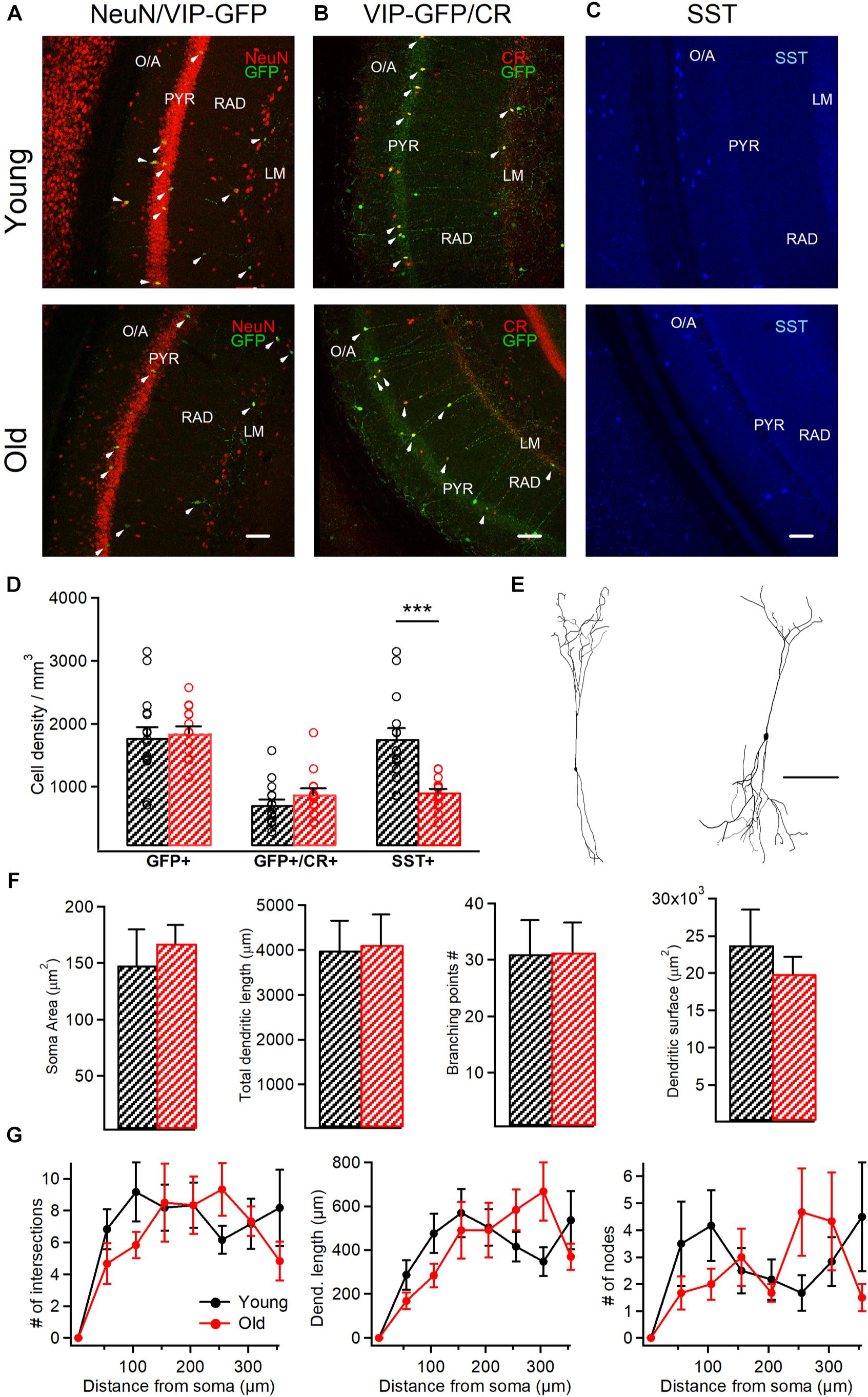Frontiers Alterations In Intrinsic And Synaptic Properties Of Hippocampal Ca1 Vip Interneurons During Aging Cellular Neuroscience