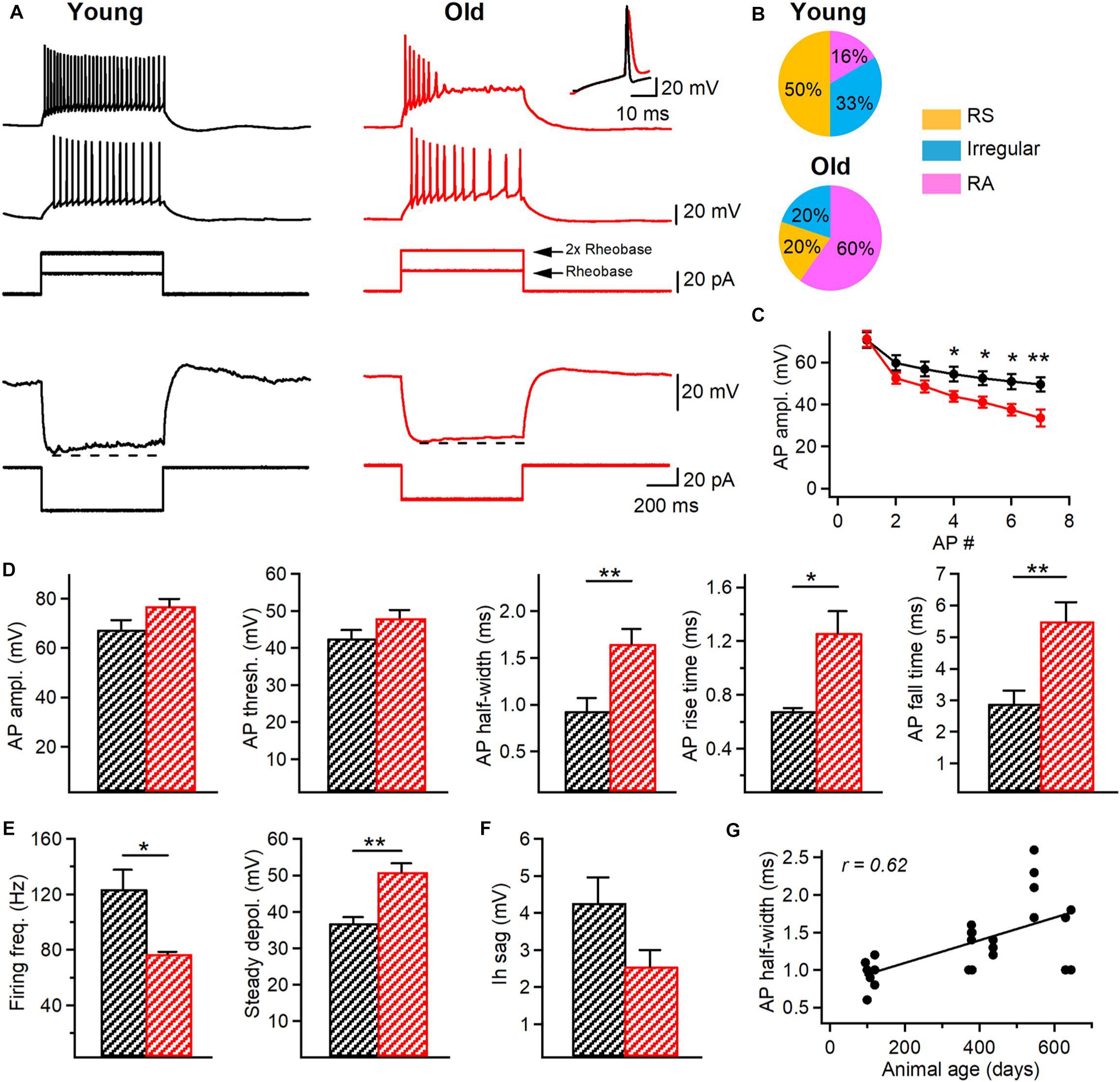 Frontiers Alterations In Intrinsic And Synaptic Properties Of Hippocampal Ca1 Vip Interneurons During Aging Cellular Neuroscience