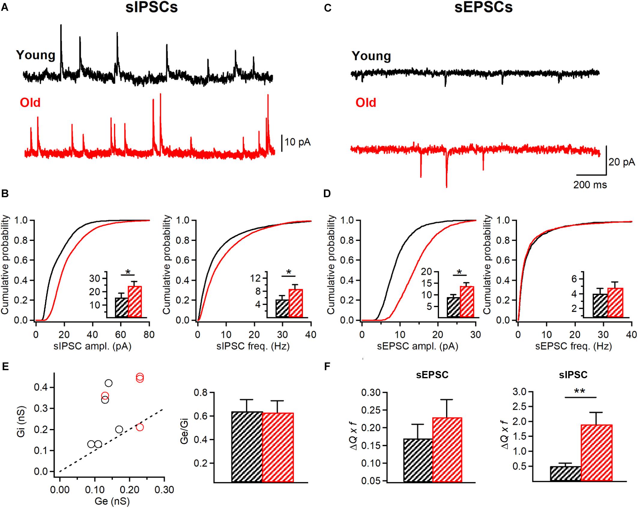 Frontiers Alterations In Intrinsic And Synaptic Properties Of Hippocampal Ca1 Vip Interneurons During Aging Cellular Neuroscience