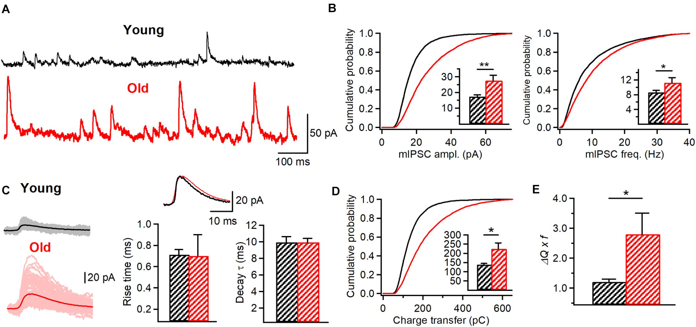 Frontiers Alterations In Intrinsic And Synaptic Properties Of Hippocampal Ca1 Vip Interneurons During Aging Cellular Neuroscience