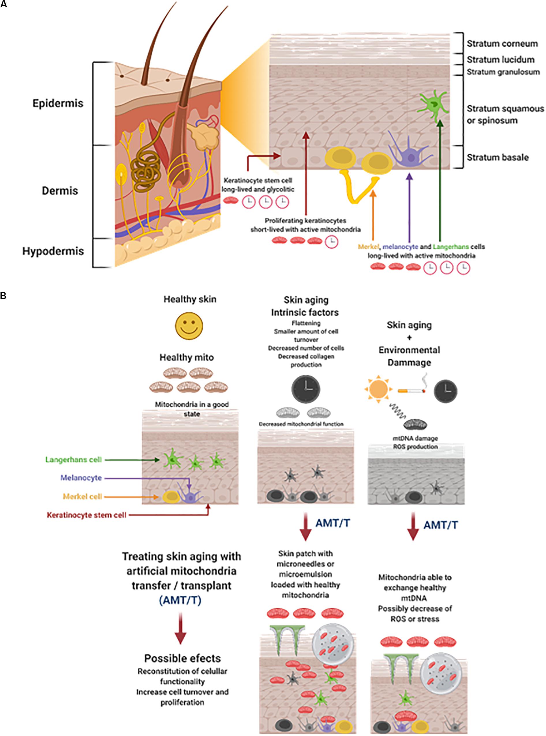 Copper signalling: causes and consequences