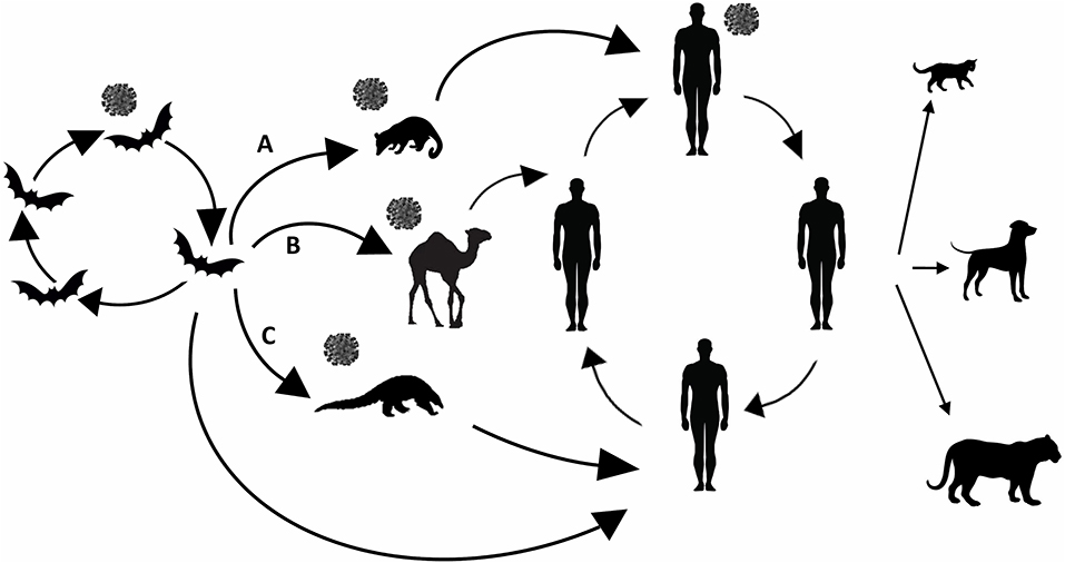 Identification of a Novel Coronavirus from a Beluga Whale by Using