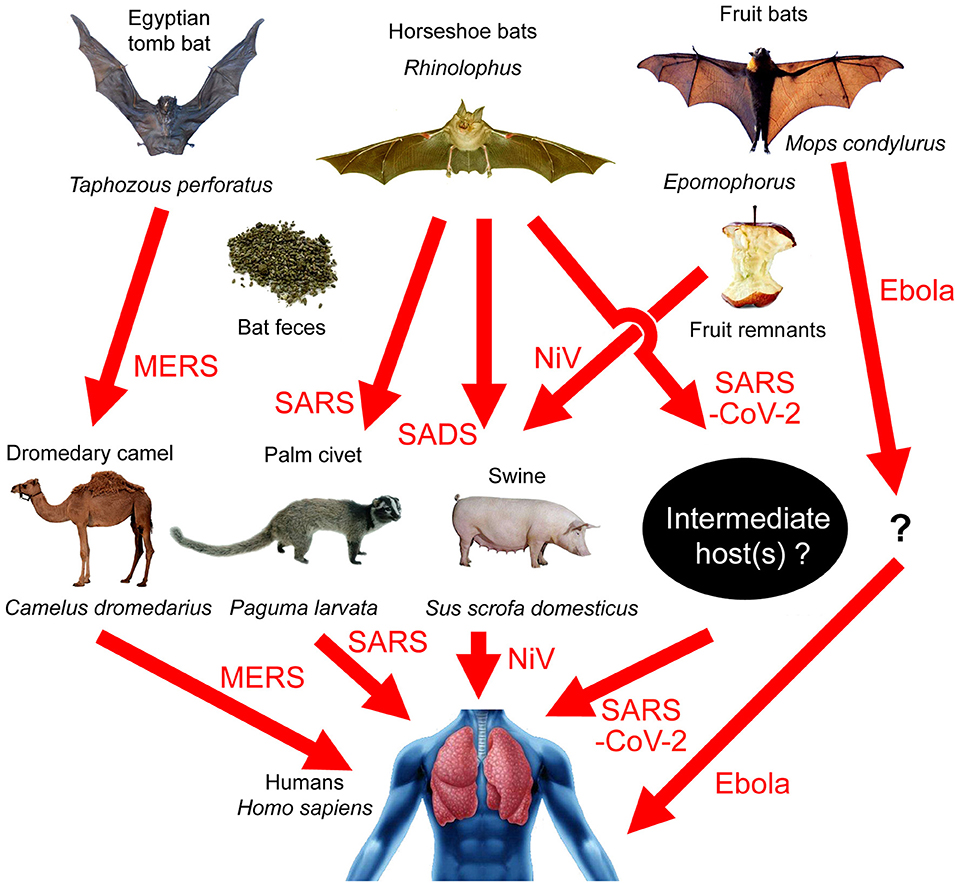 Frontiers | Analysis of Possible Intermediate Hosts of the New ...