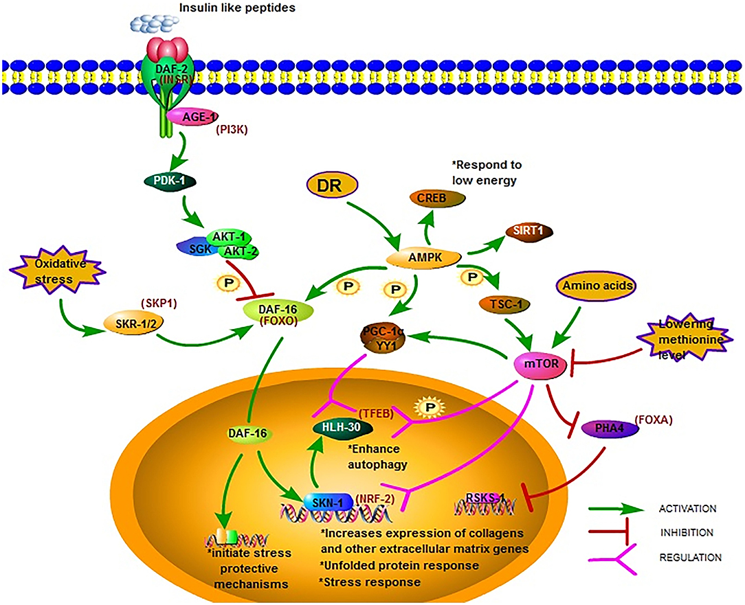 The metabolite alpha-ketobutyrate extends lifespan by promoting peroxisomal  function in C. elegans