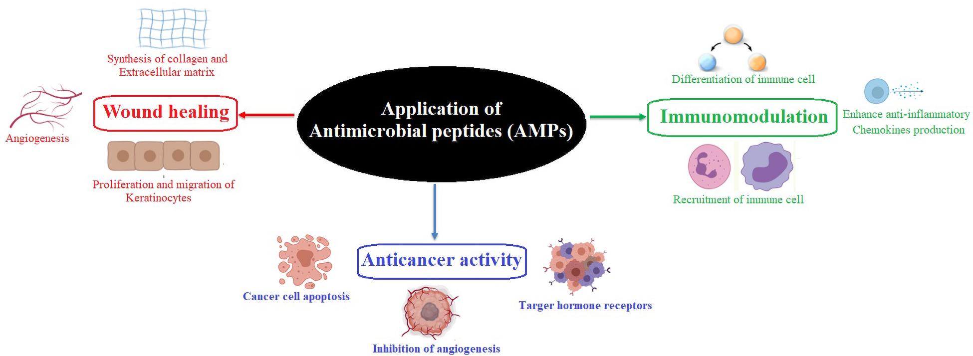 Frontiers  First generation of multifunctional peptides derived