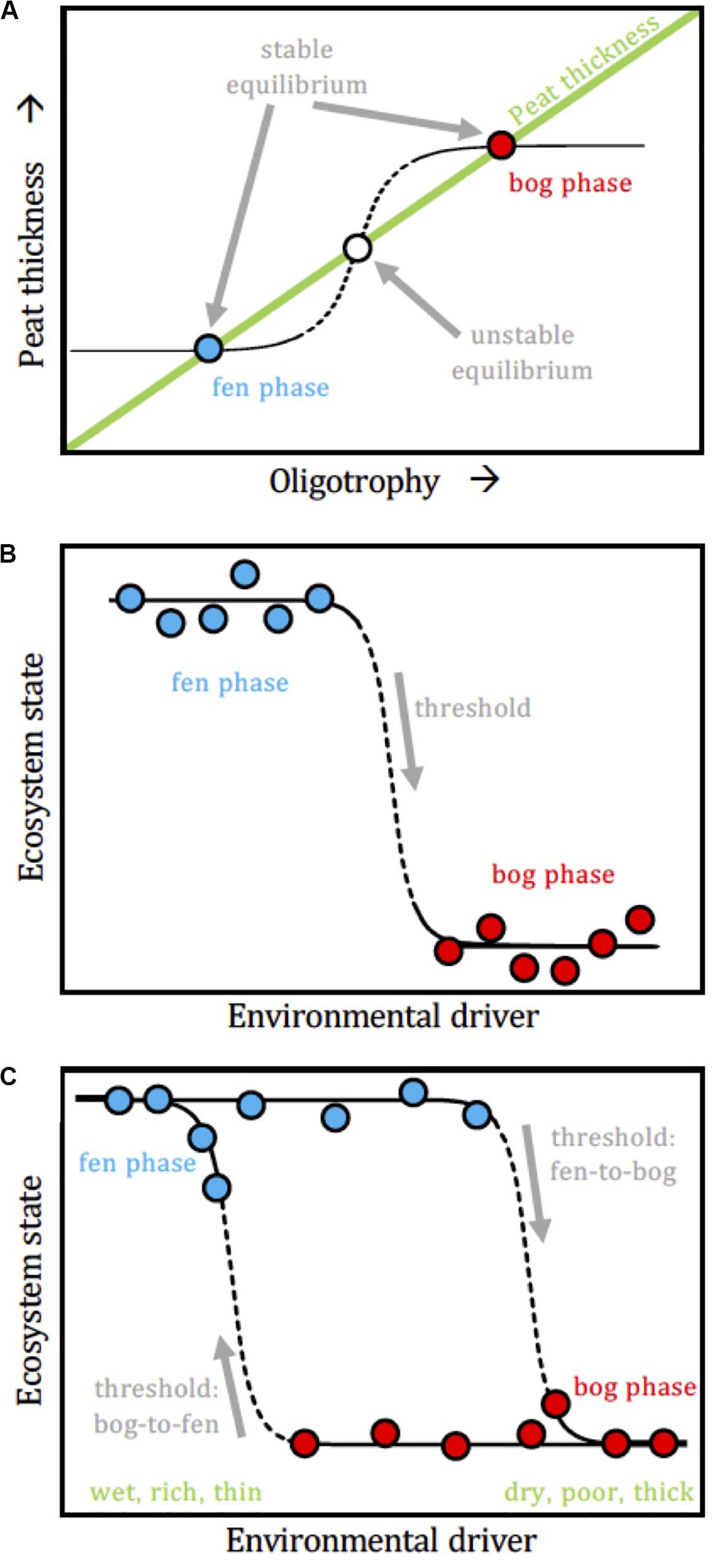 Fen, Definition, Description, Chemistry, Plants, Fen vs Bog, & Facts