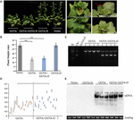 Frontiers | Molecular Characterization and Genomic Function of ...