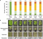 Frontiers | Verticillium longisporum Elicits Media-Dependent Secretome ...