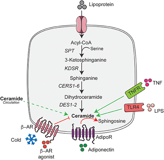 Ceramide gel