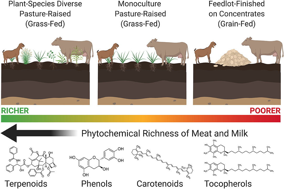 The Truth About Grass-Fed Milk Versus Organic