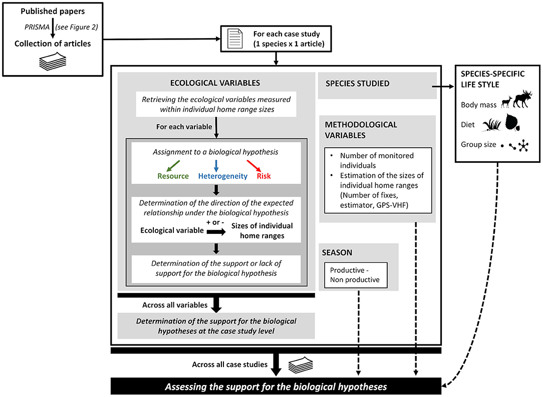 Frontiers  A Systematic Review of Within-Population Variation in the Size  of Home Range Across Ungulates: What Do We Know After 50 Years of Telemetry  Studies?