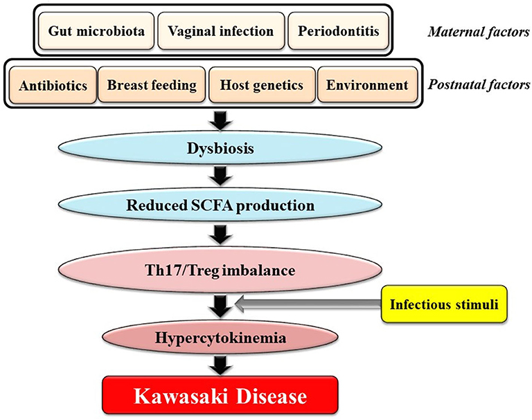 Frontiers | Our Evolving Understanding Kawasaki Disease Pathogenesis: Role of the Gut Microbiota | Immunology