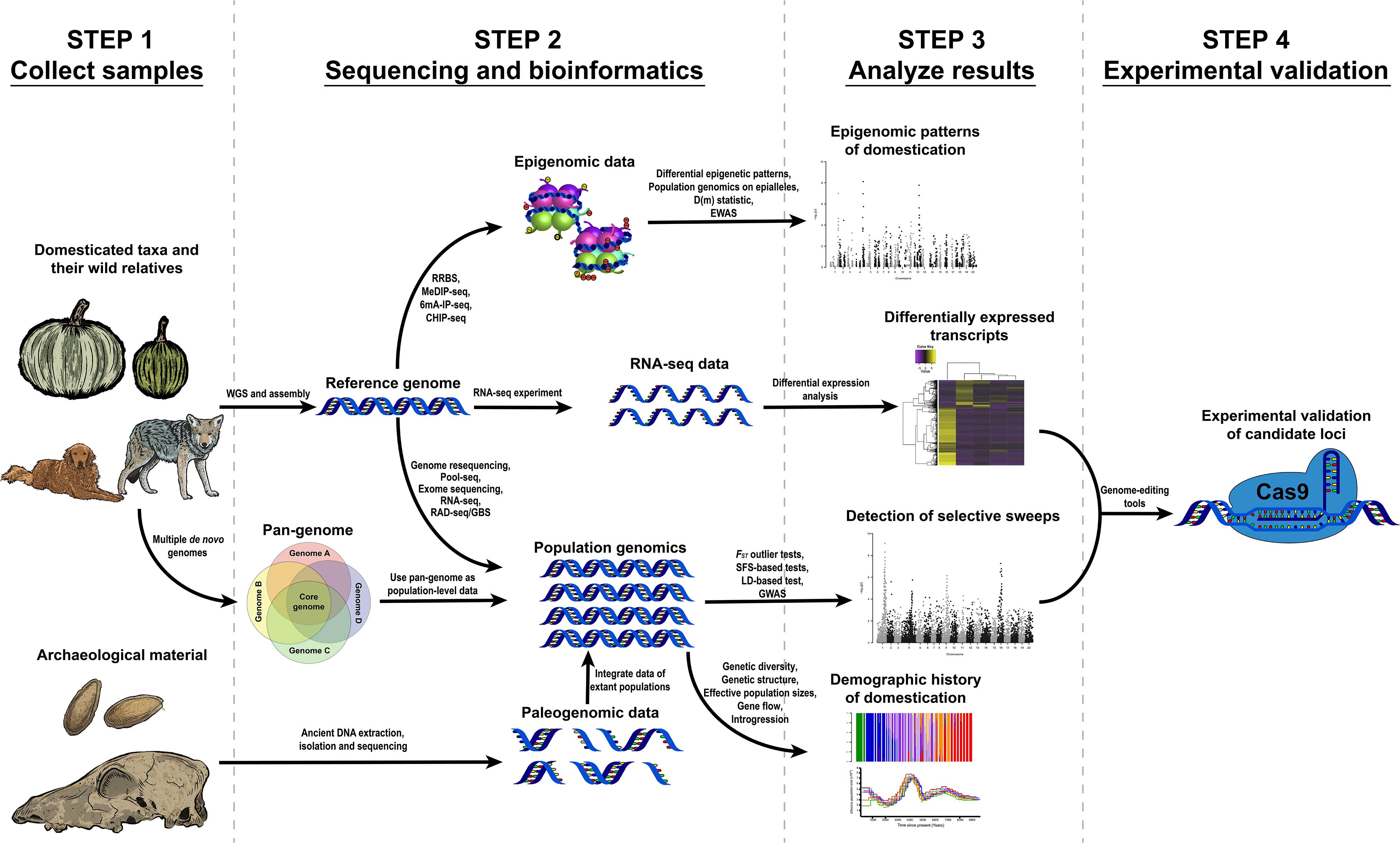 The impact of local genomic properties on the evolutionary fate of genes