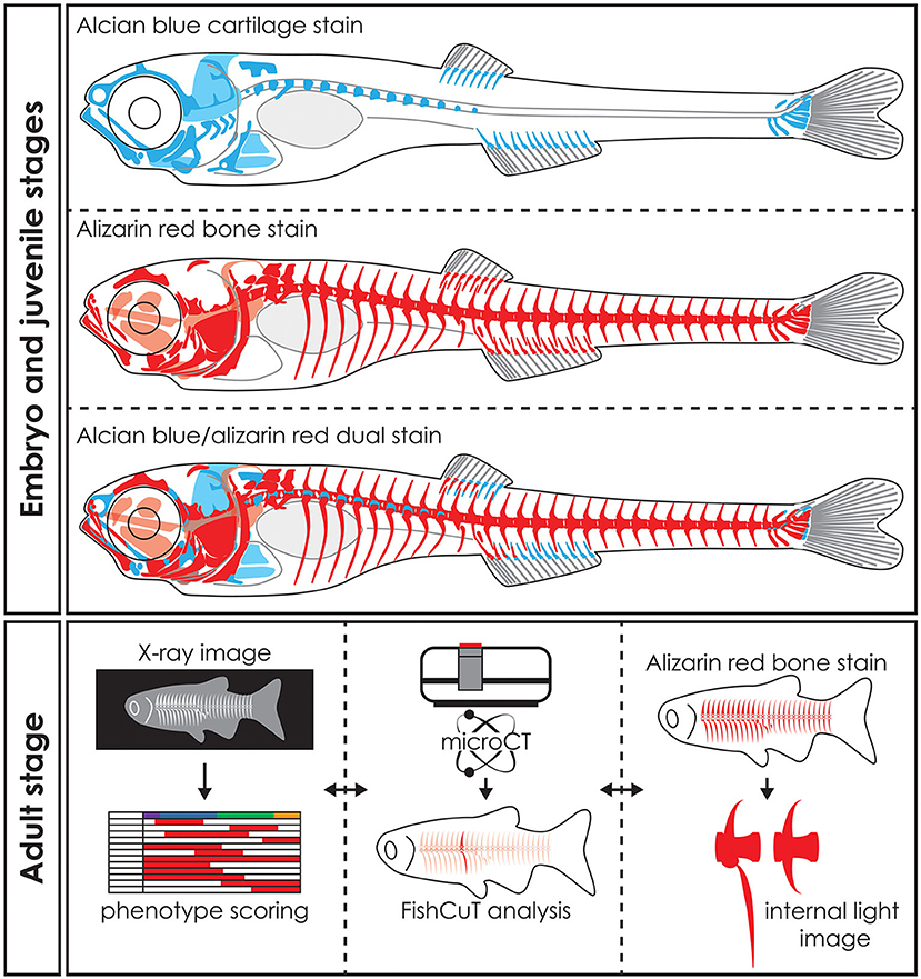 zebrafish for bone research