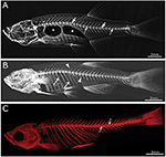 Frontiers | Zebrafish: A Resourceful Vertebrate Model to Investigate